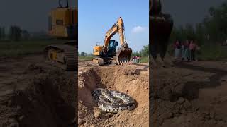 Backhoe accidentally digs up a pythonyoutubeshorts [upl. by Ama]