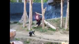 Crazy Chimp Fight With A Lightsaber [upl. by Wyatt]