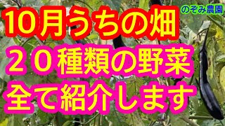 【20種の野菜！】10月現在、我が家で栽培している野菜を全て紹介します。皆さんの畑と比べてみて下さい。 [upl. by Suhpesoj]