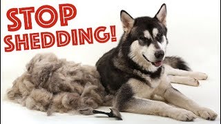 3 Tips To STOP Husky Shedding Forever [upl. by Allain]