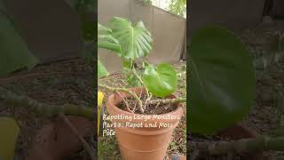 Repotting Large Monstera Part 2 unpot Repot and Moss Pole [upl. by Tfat126]