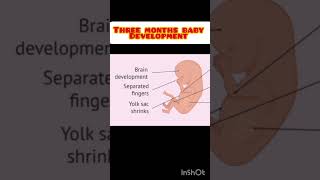 Three months baby development in pregnancy shortfeed pragnancytips [upl. by Radnaskela]