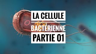 La cellule procaryote partie 01 [upl. by Amerd5]