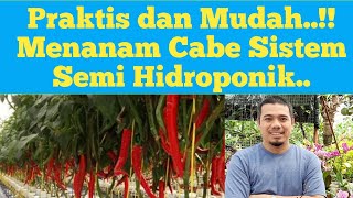 Cara mudah menanam cabe hidroponik Tanam Cabai Hidroponik Tanam cabe hidroponik sistem wick [upl. by Crenshaw]