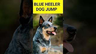 Blue heeler dog jump america india doglover wildlife jungkook animals reels pets village [upl. by Sou712]