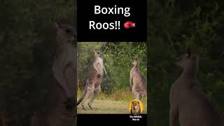 Kangaroo Fight Battle Of The Roos shorts [upl. by Ellehsyt]