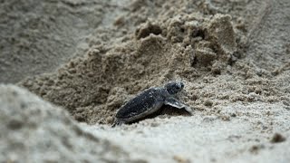 La prima corsa verso il mare delle baby tartarughe [upl. by Enelad]