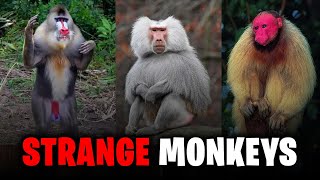 Mind Blowing Monkeys You Wont Believe Actually Exist 🤯 [upl. by Mayhew]