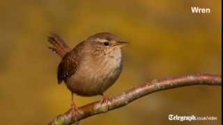 Birdsong for beginners [upl. by Renny]