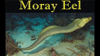 Moray Eel  Strange and Weird Aquatic [upl. by Mohl]