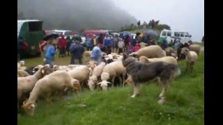 Larrivée des vaches et brebis au cirque de Campulstranshumance en Bethmale [upl. by Damaris]