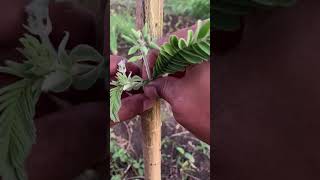 garden garding cleftgrafting farming gardeing grafting agriculture fruiting gardening [upl. by Bricker]