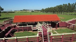 Fazenda a venda no Pará Na beira do rio Xingu  2500 Alqueires total 1300 Alqueires de capim [upl. by Arrakat]