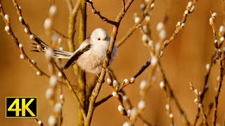 Morgens im Teichland Linum Teichland Linum in the morning Lumix GH5S Slow Motion 4K [upl. by Nork249]