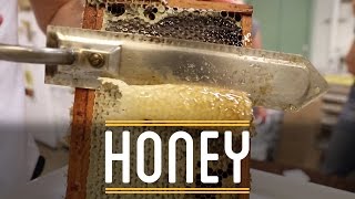 Harvesting Honey  How to Make Everything Sandwich 312 [upl. by Hong]