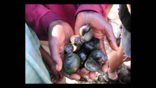 Quelques poissons du Lac Tanganyika  © MM © [upl. by Socher]