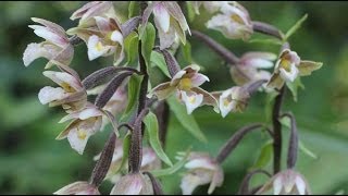 Epipactis palustris  SumpfStendelwurz Marsh Helleborine [upl. by Kosak576]