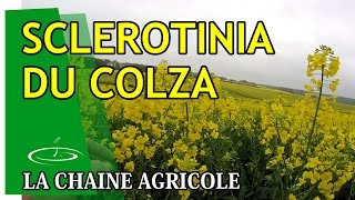 Sclerotinia du colza champignon pas bon  2015 [upl. by Nemaj]