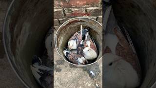 Satinette Baby🕊️Pigeon biharikabutar5419 youtubeshorts shorts feed viral fancypigeon [upl. by Rufford]