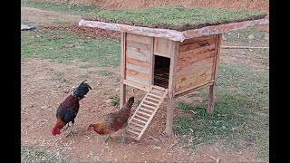 Build your own simple cost effective chicken coop with a thatched roof made of grass [upl. by Idihc]