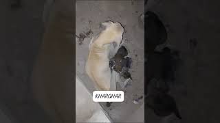 Paralysed mother doggie with her small kids lying in Rains cat dog catlover doglover animals [upl. by Nanreik]