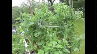 TRG 2012 How to Grow Peas in Containers Planting to Picking [upl. by Ama]