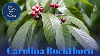 Tree of the Week Carolina Buckthorn [upl. by Zenobia639]