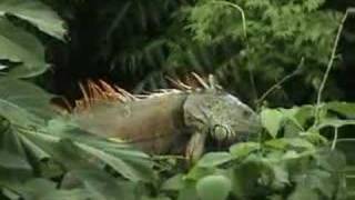 Green Iguana Iguana iguana territorial display [upl. by Oiznun920]