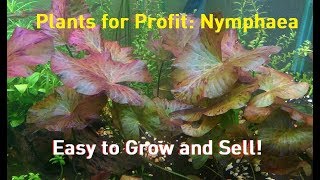 Plants for Profit Nymphaea  Lilies are Easy Money [upl. by Eimmak549]