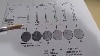 Microbiologie  Dénombrement des micro organismes sur un milieu solidenumération en milieu solide [upl. by Korella29]