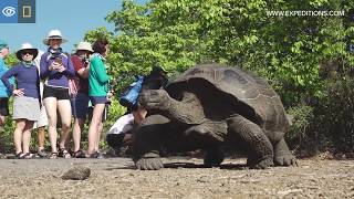 Dozens of Giant Tortoises  Galápagos  Lindblad ExpeditionsNational Geographic [upl. by Safko684]