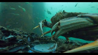 Using crab cinematographers to video dogfish sharks out at Porteau Cove [upl. by Lanny]