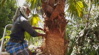 Washingtonia Filifera Palm TrimmingMay 2017 [upl. by Behnken712]