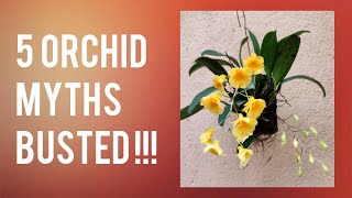 5 Orchid Myths Busted  Misconceptions That You Should Know   Whimsy Crafter [upl. by Ocirederf502]