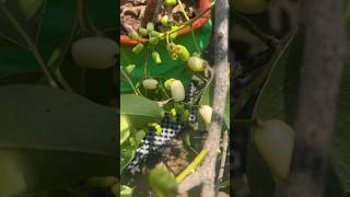 KPS nursery la வாங்கிய white நாவல் செம ரிசல்ட்  mohira gardening [upl. by Wojak]