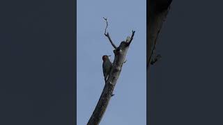 Redbellied Woodpecker calls churr [upl. by Harriott]