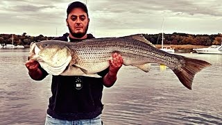 47quot Striped Bass Release Newburyport MA Merrimack River October 2016 [upl. by Glialentn768]