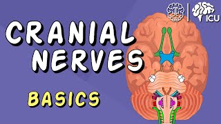 Cranial Nerve BASICS  The 12 cranial nerves and how to REMEMBER them [upl. by Aynodal]