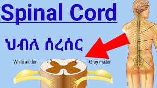 How Spinal Cord Works ascending tractsdescending tracts ህብለ ሰረሰር የአንጎል ክፍል እንዴት ይሰራል spinalcord [upl. by Caleb]