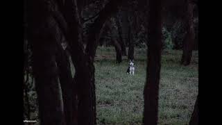 sonido de perros ladrando en el bosque  sonido ambiental [upl. by Herrod]