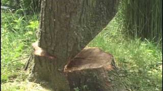 Cuttin Trees 1 Falling Compilation with Daniel Murphy [upl. by Freida516]