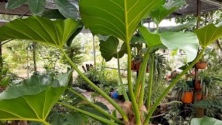 Jenis  Jenis Tanaman Hias Philodendron  Tanaman Hias Berdaun Besar Dan Lebar [upl. by Max]