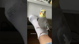 Ecstatic Cockatiel Catches You Staring bird cockatiel parrot yumyumthetiel [upl. by Beatriz]