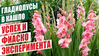 ГЛАДИОЛУСЫ В КАШПО УСПЕХ И ФИАСКО ЭКСПЕРИМЕНТА GLADIOLUS IN POTS SUCCESS AND FIASCO [upl. by Felisha950]