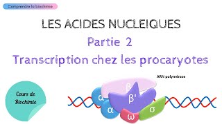 TRANSCRIPTION CHEZ LES PROCARYOTES  ACIDES NUCLEIQUES Partie 2  Biochimie Facile [upl. by Eatnahc]