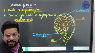 Structure of Ovule  Megasporangium [upl. by Eatnahc]