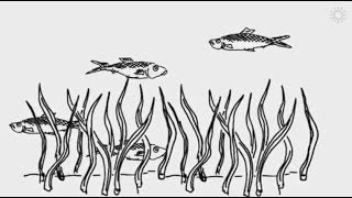 Demystifying ocean acidification and biodiversity impacts [upl. by Lukey]