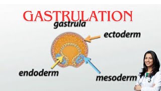 Gastrulation germ layer subOBG explanation by chandni maam [upl. by Maxine]