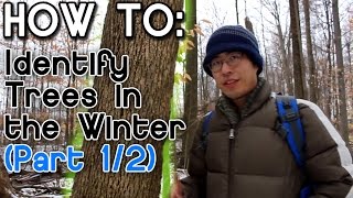 How to Identify Trees in the Winter Part 1 [upl. by Marshal890]