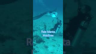 Raie Manta  Maldives  Canareef resort [upl. by Nonnelg]